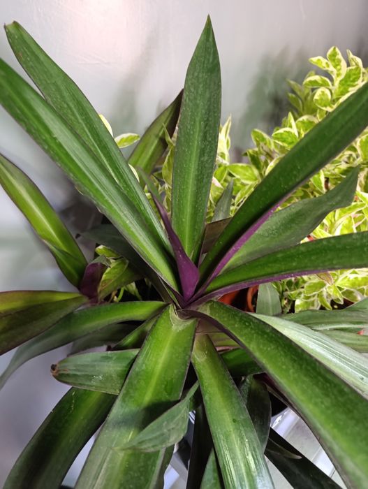 Тоза хаво берувчи гуллар