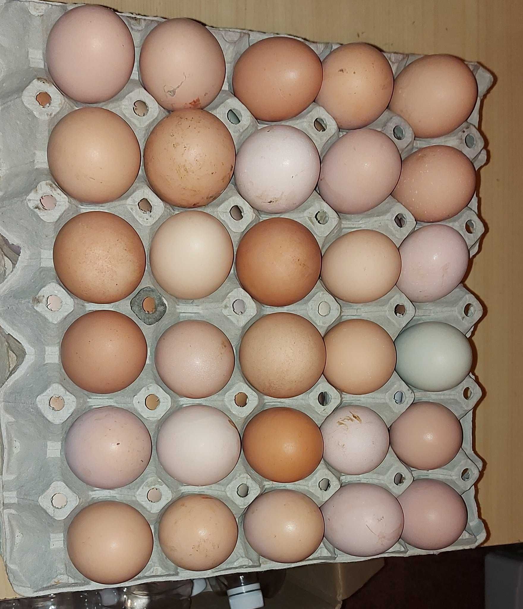 Домашни Яйца от свободно отглеждани пасищни кокошки