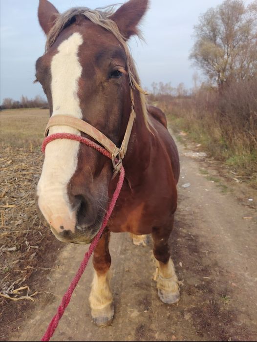 Vând o iapă de 5 ani cu mânz de 5 luni