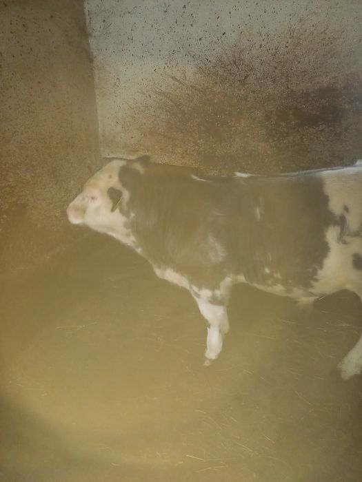 Viței Belgieni de calitate