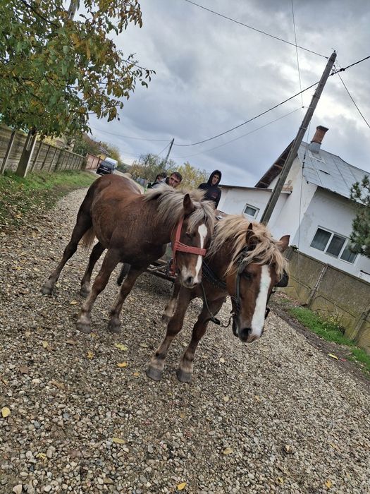 Vânzare caii Teleorman