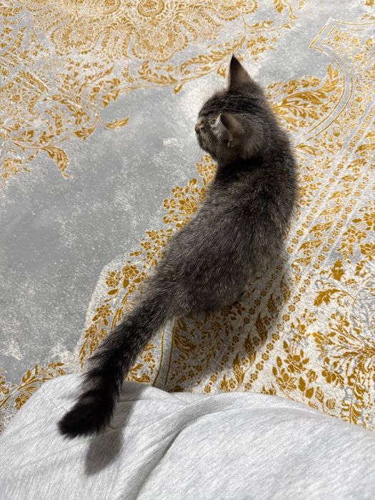 Отдам кота в хорошие руки