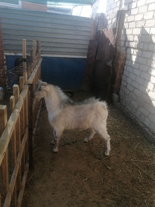 Теке сатылады 1 жаста занен таза тұқымы ушем туады