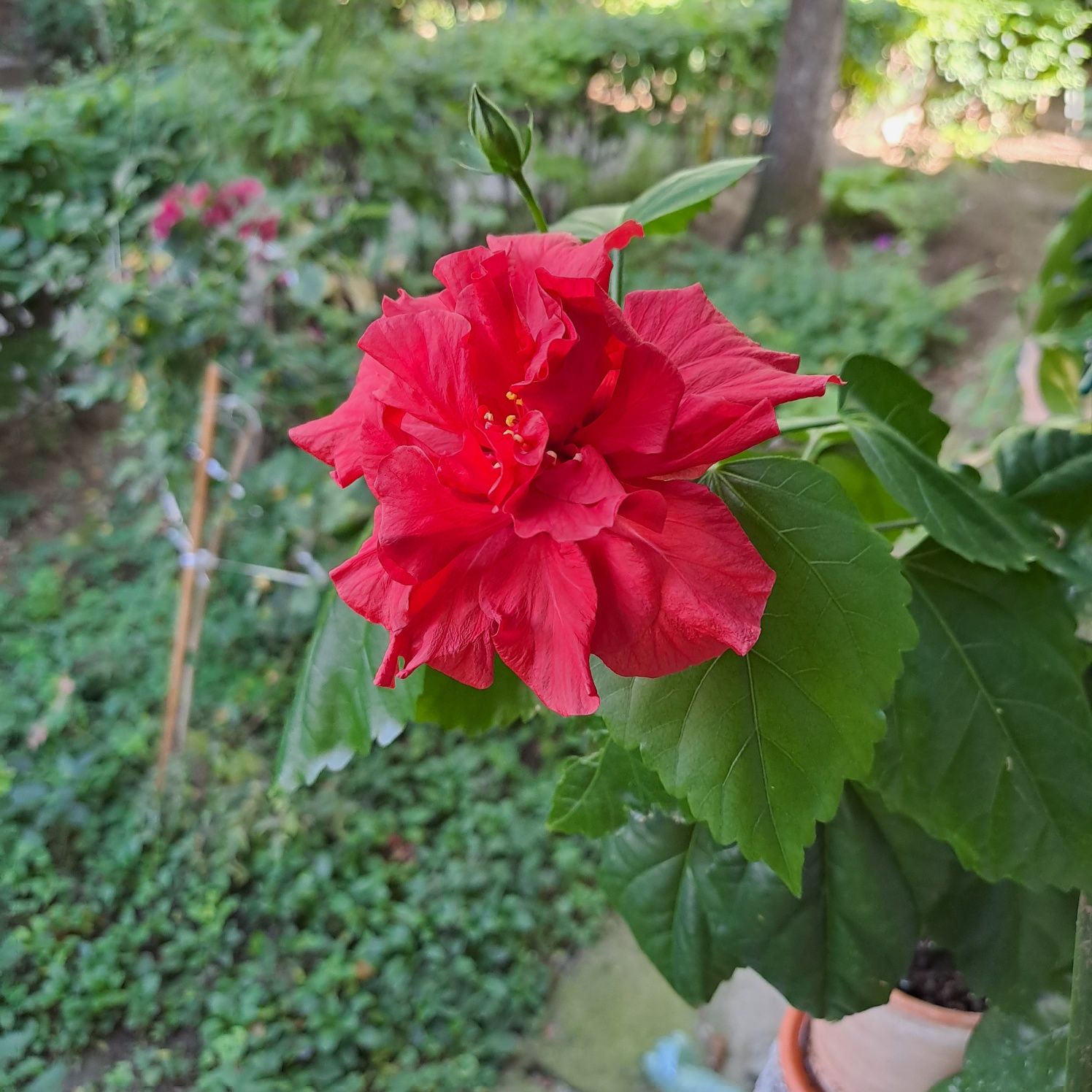 Hoya carnosa,hibiscus si alte plante apartament