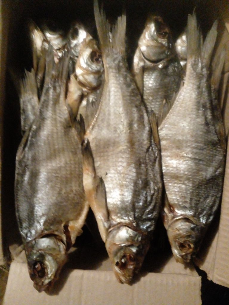 Ревец   Лещ  Чехонь