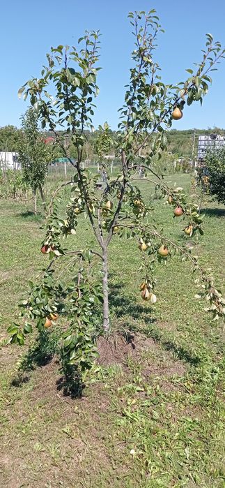 Teren Somcuta Mare intravilan