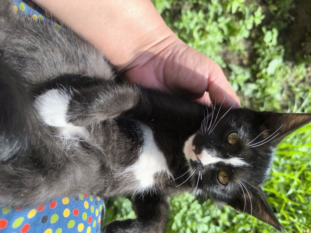 Котята мушукчалар бепул