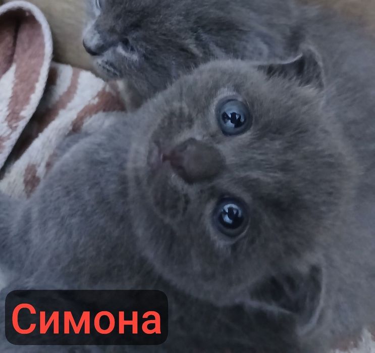 Мушучаларимга бром очилди