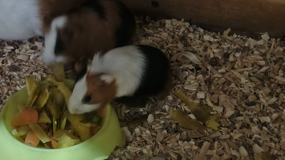 Продается морская свинка