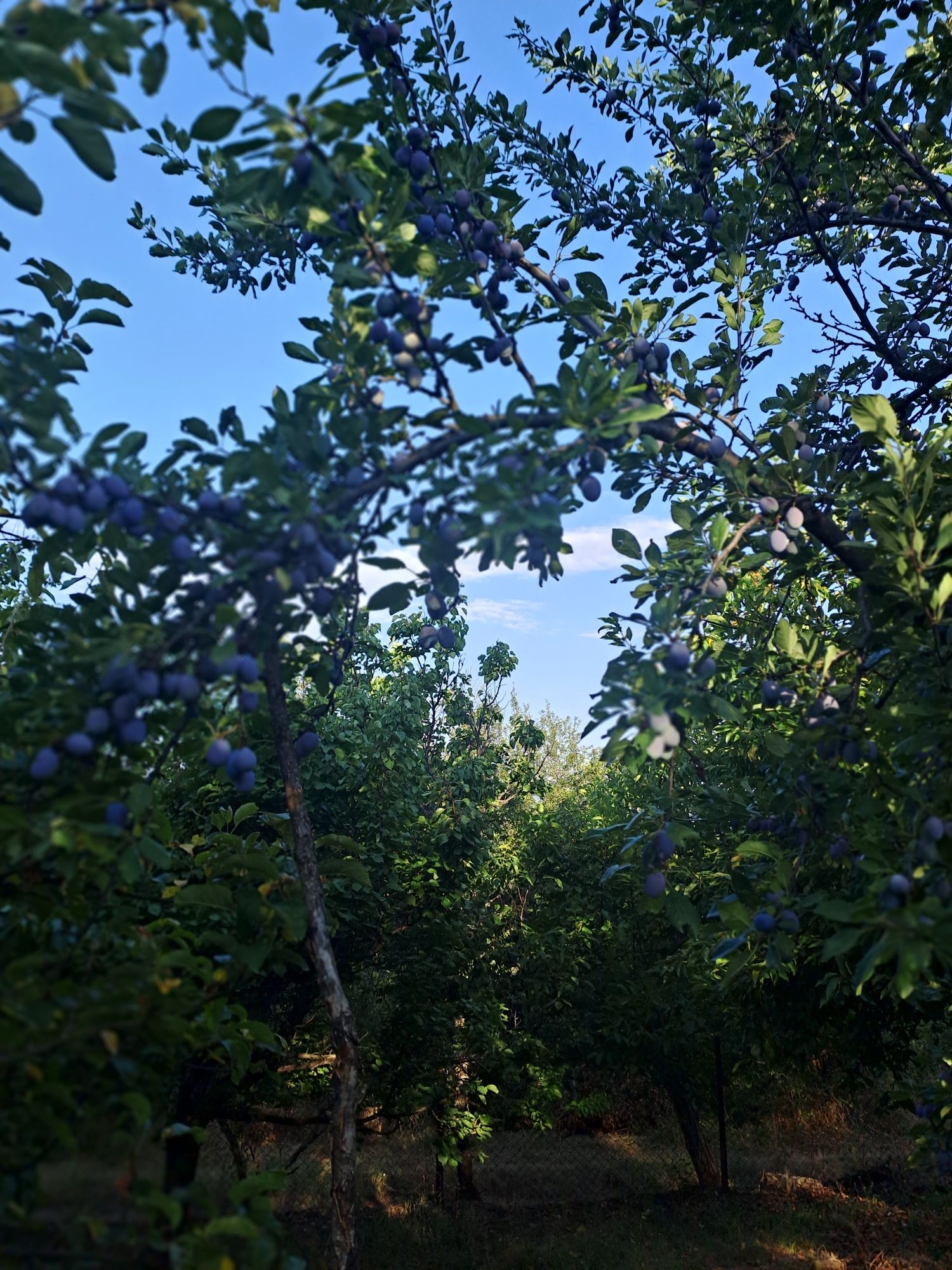 Къща с двор в с. Згурово