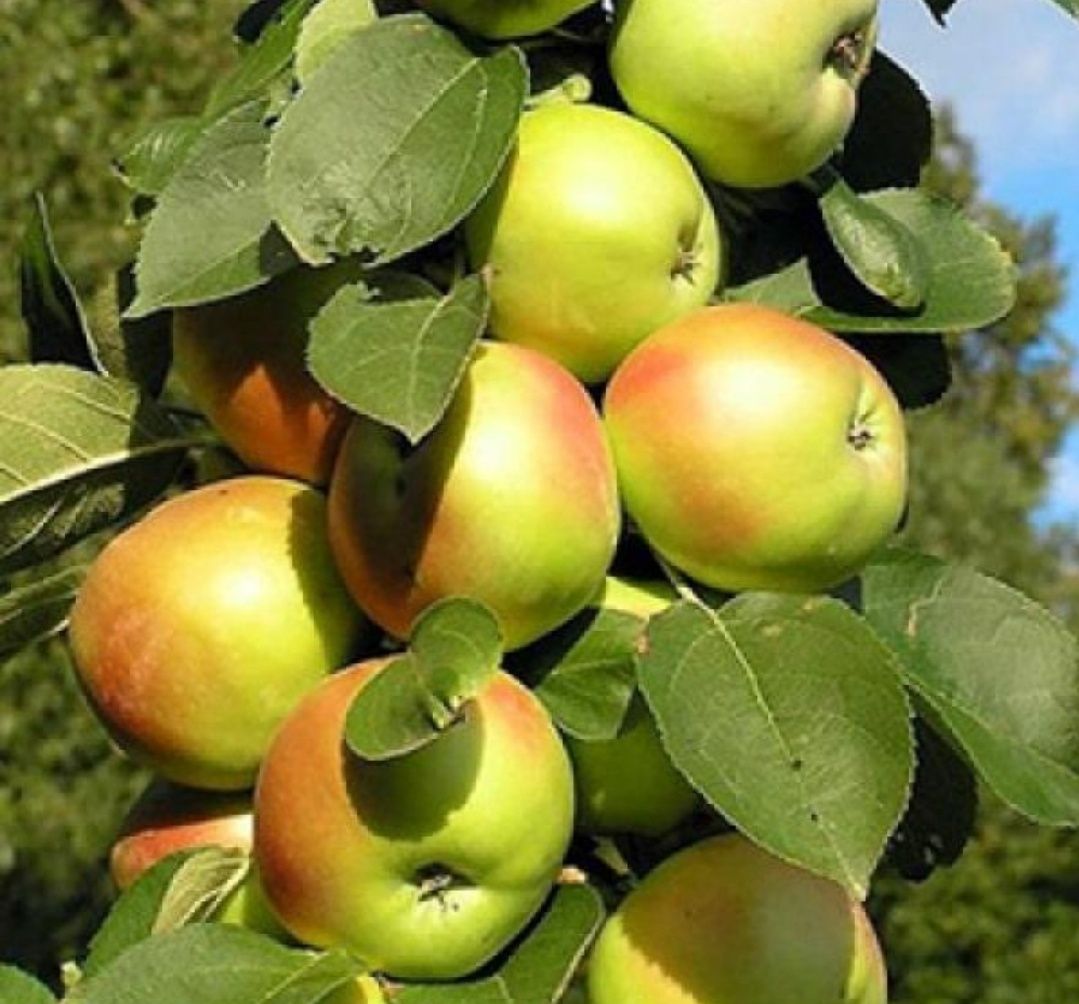 Саженцы колоновидных яблонь