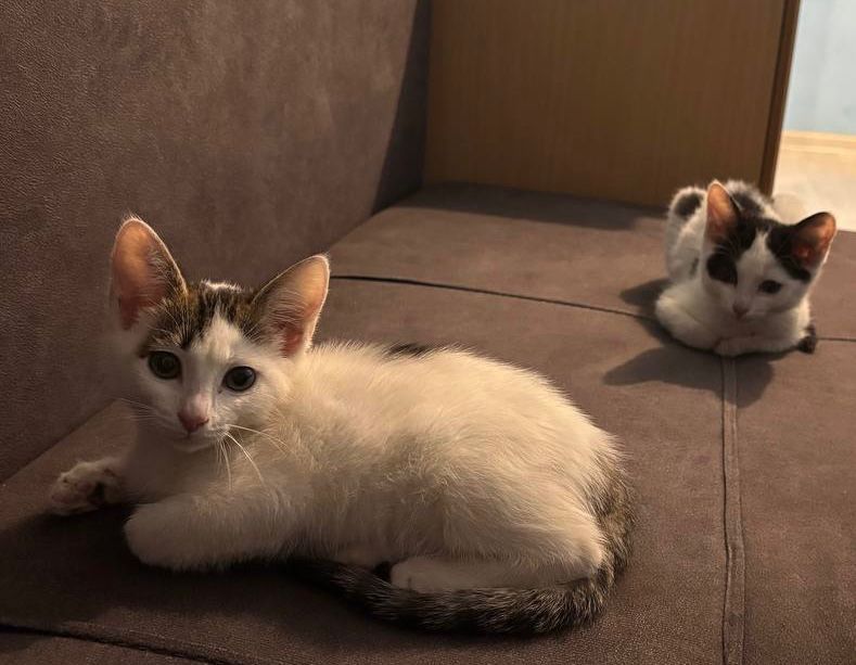 Отдам добрый руки