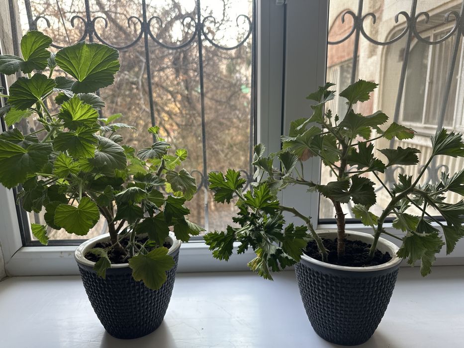 Королевская герань