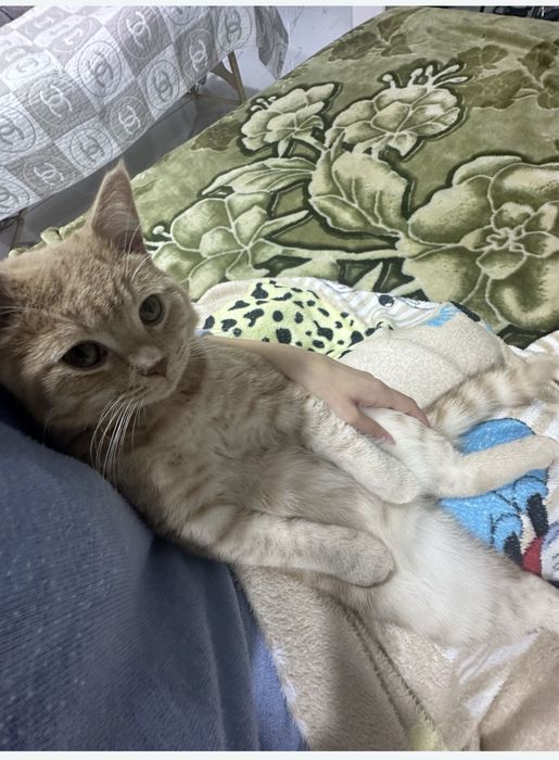 Британская кошка