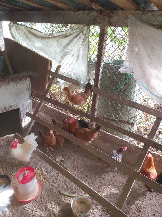 Cocoși și găinuțe de munte