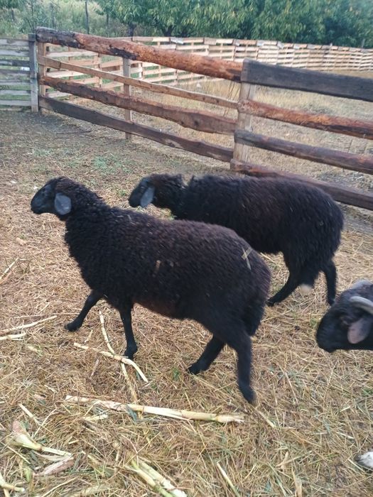 Vând 2 mieluțe karacul