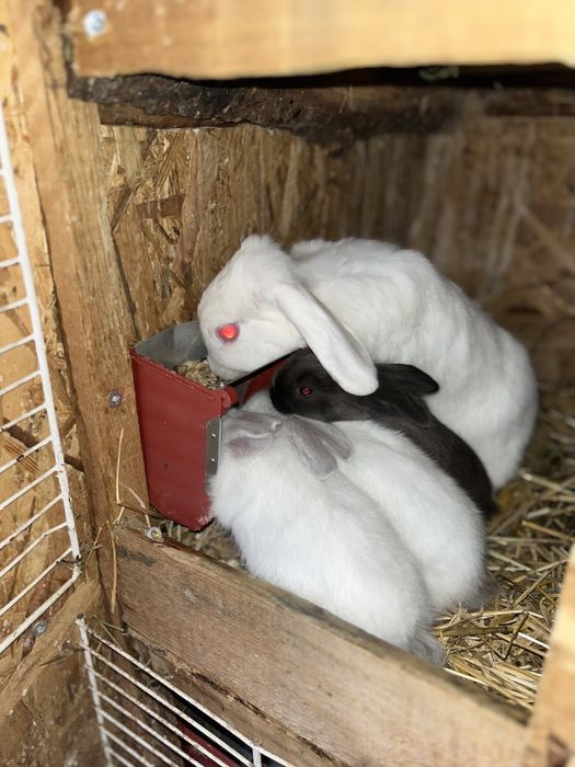 Disponibil iepurasi pitici