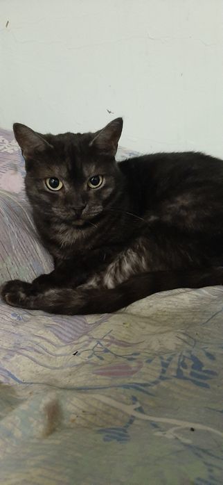 Отдам в хорошие  руки ,котов и кошек