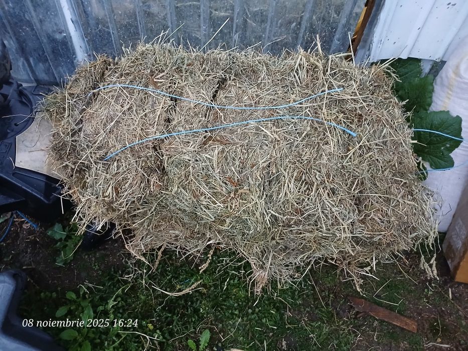 Baloti fan dreptunghiular