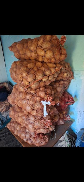 Продам  домашний картофель