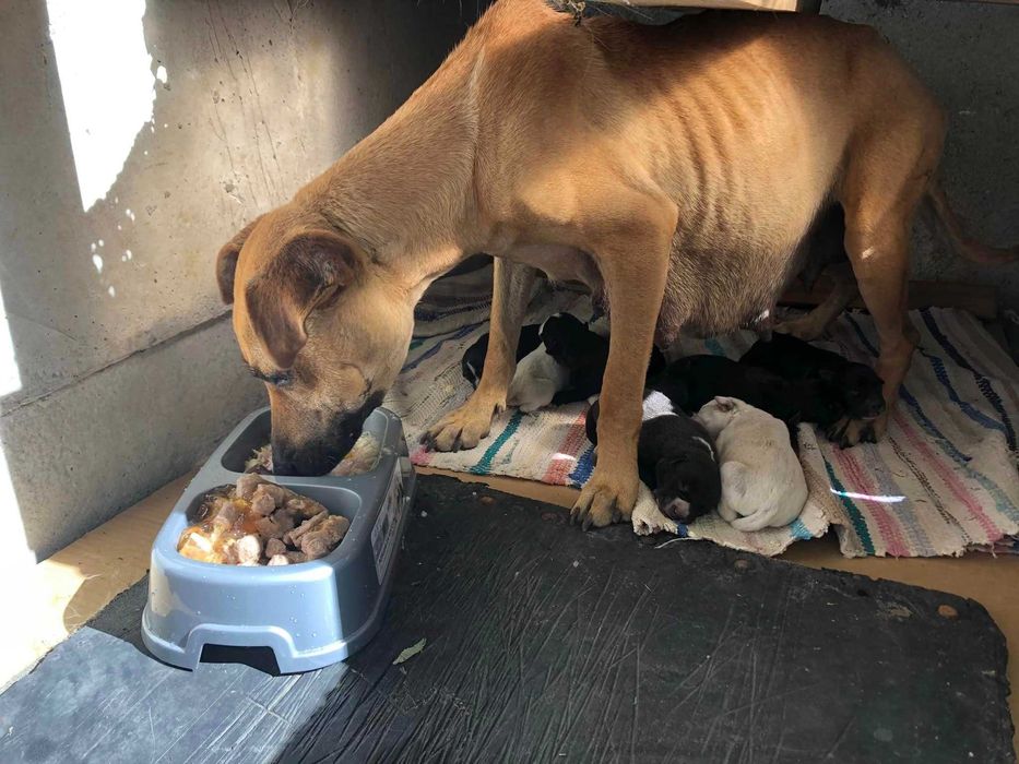 Cățelușă spre adopție