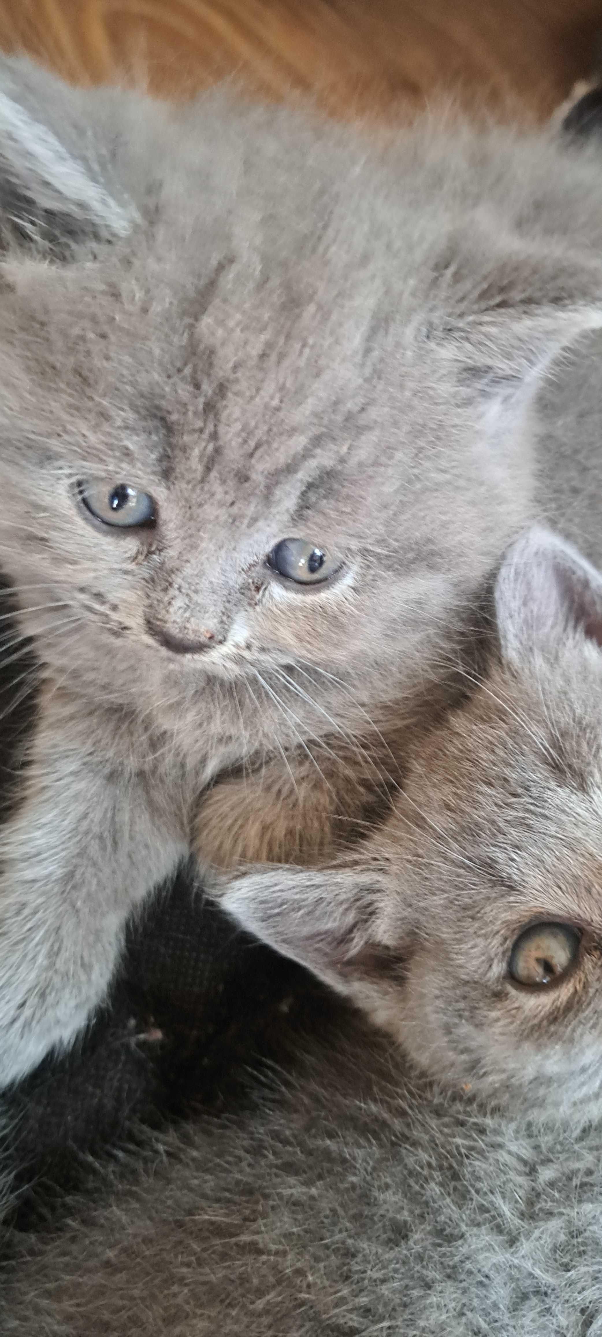 British shorthair blue