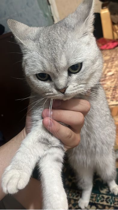 британская кошка девочка