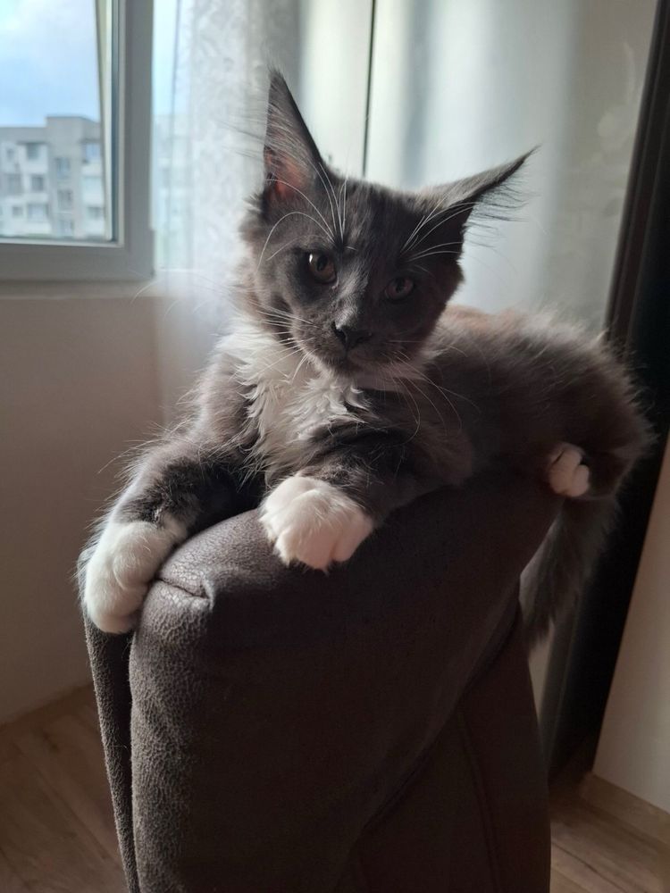 Мейн Кун/Maine Coon/котенца/коте/котки