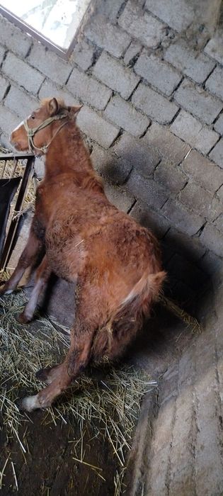 Продаётся лошадь