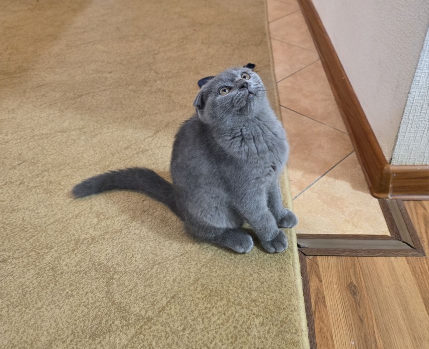 Продается девочка Скотиш фолд