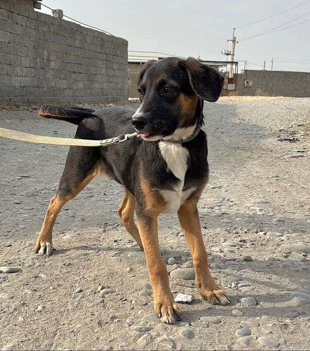 Щенок даром в добрые руки