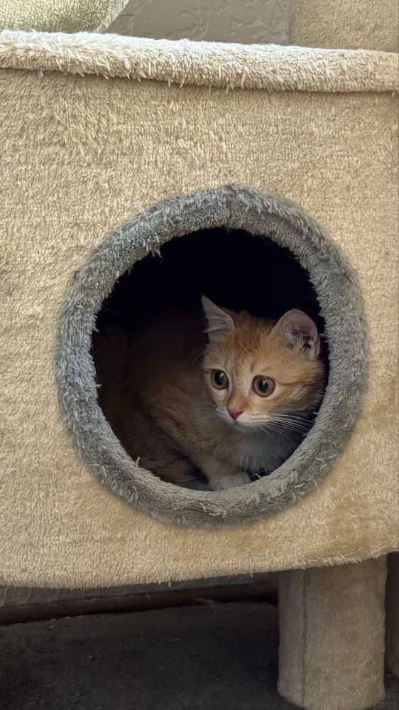 Отдаю котенка в ответственные руки (наполовину скоттиш страйт)