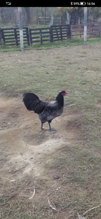 Петли австралорп от тази година