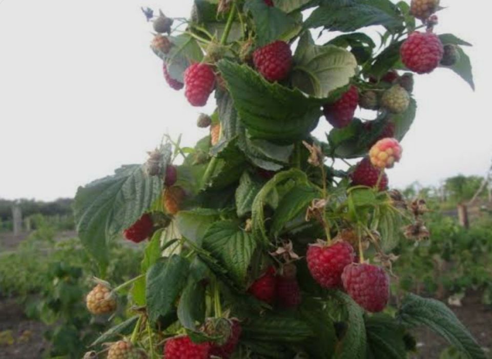 Малина Полана ва Полька, оригинал сорт