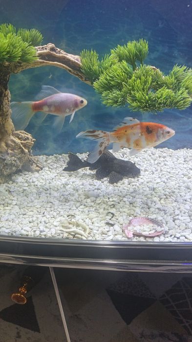 Продаются аквариумные рыбки