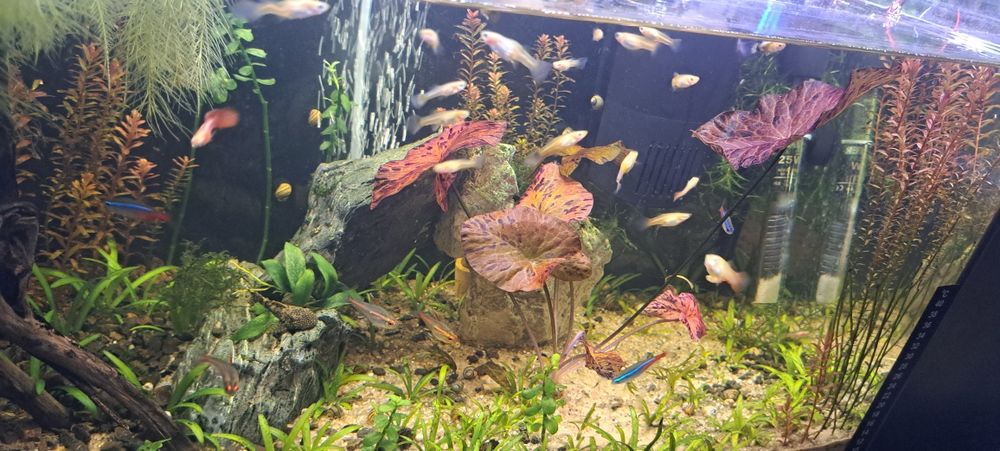 Creveti neocaridina , melci , pesti