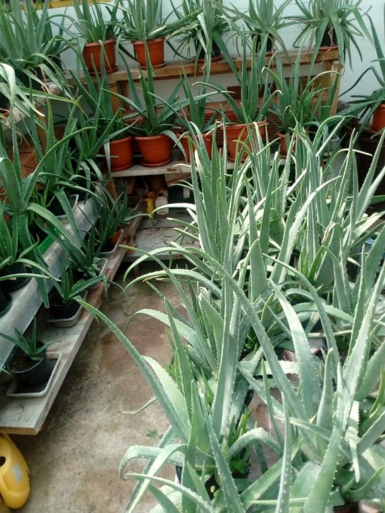 Plante Aloe Vera