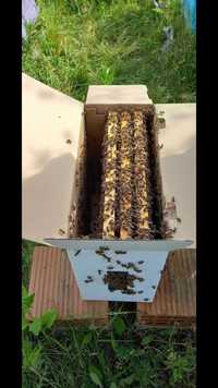 Отводки, Пчелни семейства