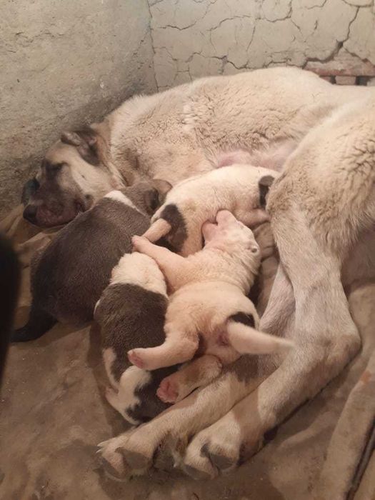 Ұрғашы күшік сатлады