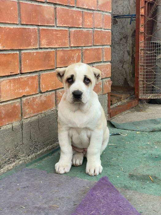 Алабай  щеночки  чистокровные