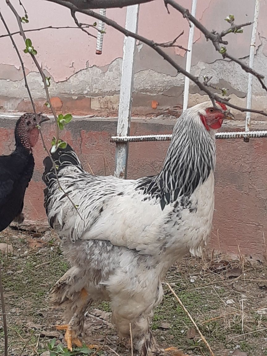 Brama tyomni pux
