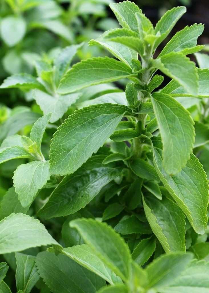 Stevia rebaudiana, pulbere sau în stare proaspătă.