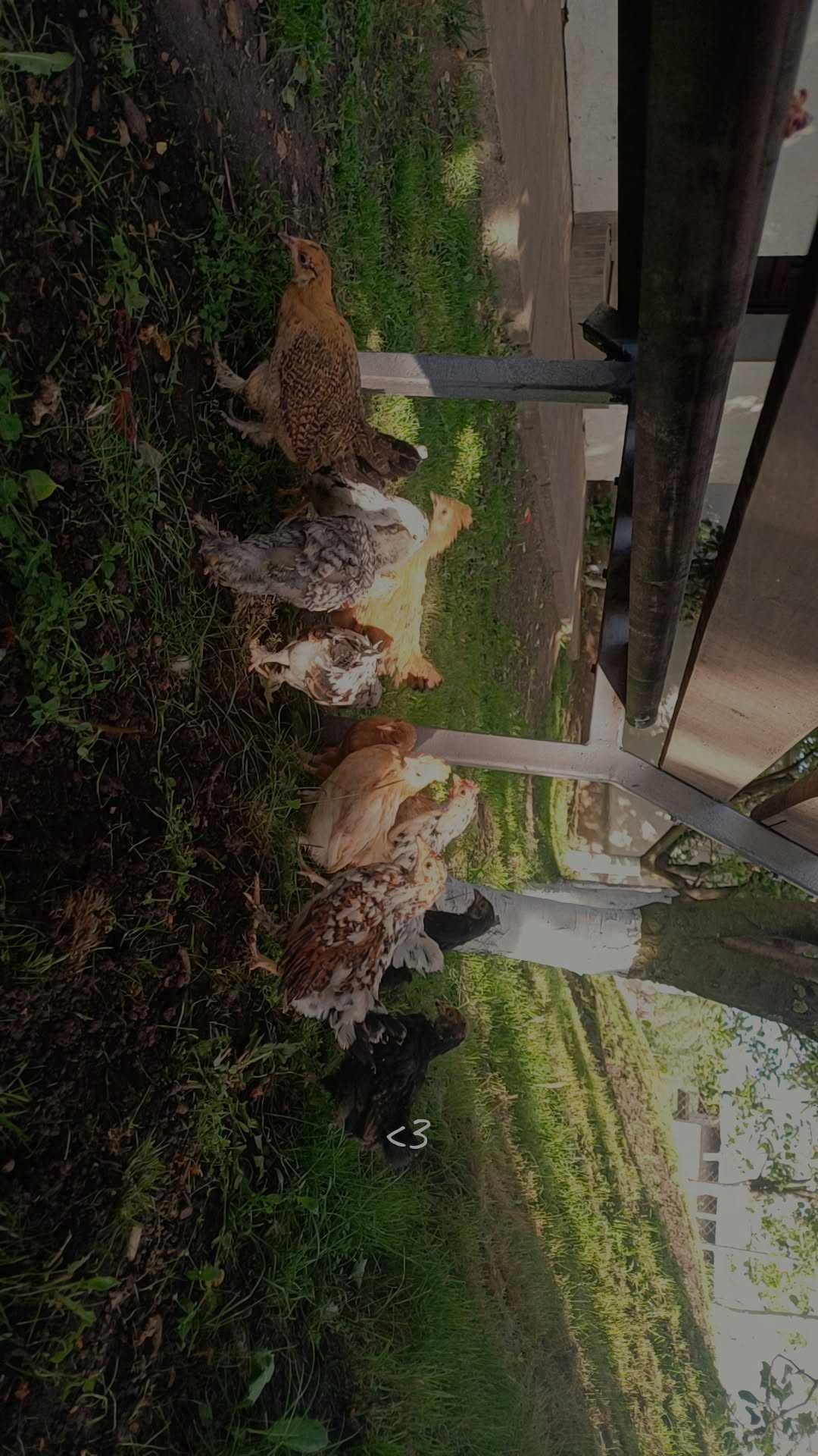 Vand pui de americană