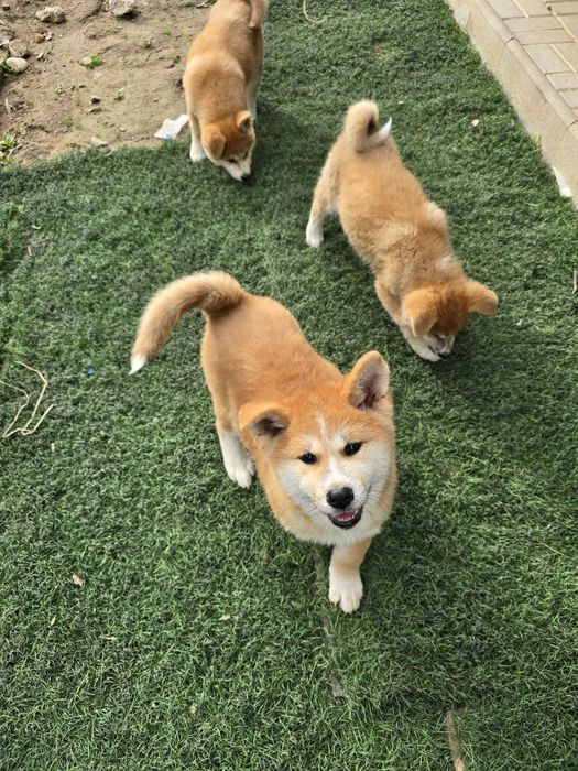 Vând Akita Inu, rasă pură, cu pedigree