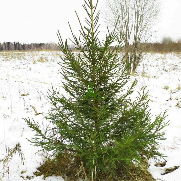 Настоящие елки для дома и офиса на новый год