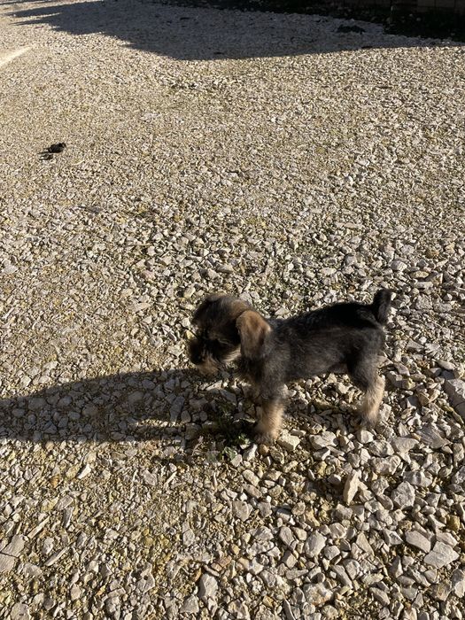 Schnauzer Pitic Sare & Piper