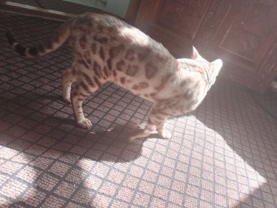 Zotdor Bengal mushukcha vzyaskaga