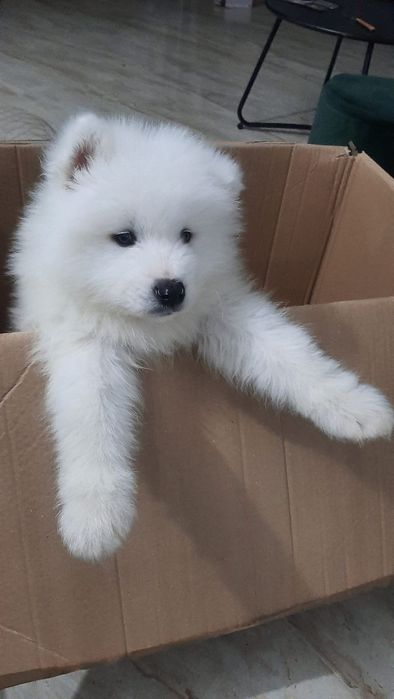 Samoyed băiețel rasa pura