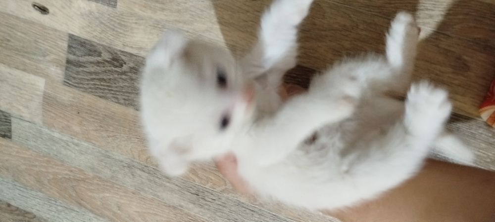 Mushuk bolachasi sotilari Scottish fold qiz bola