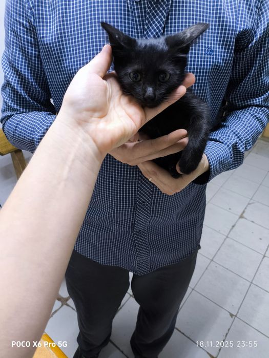 Отдам котят в добрые руки